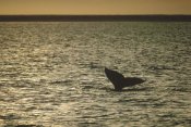 Flip Nicklin - Gray Whale tail at sunset, Baja California, Mexico