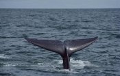 Flip Nicklin - Blue Whale tail, Sea of Cortez, Mexico
