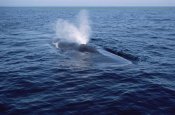 Flip Nicklin - Blue Whale spouting, Sea of Cortez, Mexico