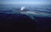 Flip Nicklin - Blue Whale spouting, Sea of Cortez, Mexico