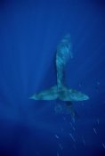 Flip Nicklin - Sperm Whale entangled in net, Hawaii