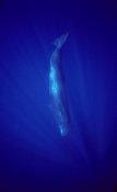 Flip Nicklin - Sperm Whale diving, Indian Ocean