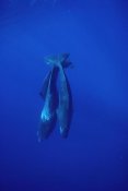 Flip Nicklin - Sperm Whale trio diving, Sri Lanka
