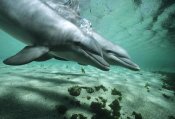 Flip Nicklin - Bottlenose Dolphin pair underwater, Hawaii