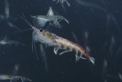 Flip Nicklin - Antarctic Krill, Antarctica