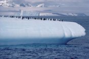 Flip Nicklin - Chinstrap Penguin group on iceberg, Palmer Peninsula, Antarctica