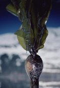 Flip Nicklin - Close-up of oil-covered kelp, Exxon Valdez oil spill, Alaska