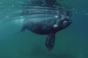 Flip Nicklin - Southern Right Whale juvenile, underwater, Peninsula Valdez, Argentina