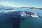 Flip Nicklin - Southern Right Whale at water surface, Peninsula Valdez, Argentina