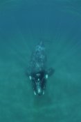 Flip Nicklin - Southern Right Whale underwater, Peninsula Valdez, Argentina