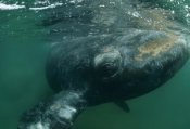 Flip Nicklin - Southern Right Whale close up, underwater near surface, Argentina