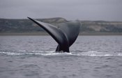 Flip Nicklin - Southern Right Whale tail, Peninsula Valdez, Argentina