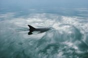Flip Nicklin - Bottlenose Dolphin surfacing, Shark Bay, Australia