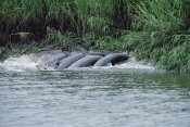 Flip Nicklin - Bottlenose Dolphins catching fish on mud banks, Hilton Head, South Carolina