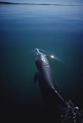 Flip Nicklin - Bottlenose Dolphin surfacing, Australia