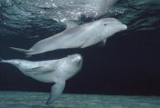 Flip Nicklin - Bottlenose Dolphin underwater pair, Hawaii
