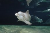 Flip Nicklin - Bottlenose Dolphin underwater pair, Hawaii