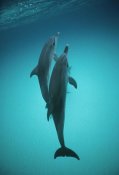 Flip Nicklin - Atlantic Spotted Dolphin underwater pair, Bahamas