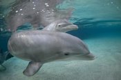 Flip Nicklin - Bottlenose Dolphin, Hawaii