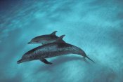 Flip Nicklin - Atlantic Spotted Dolphin, pair underwater, Bahamas
