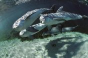 Flip Nicklin - Bottlenose Dolphin quartet, Hawaii