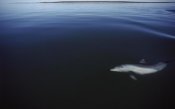 Flip Nicklin - Bottlenose Dolphin swimming underwater, Australia