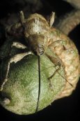 Mark Moffett - Black Oak Acorn Weevil on Acorn, Massachusetts