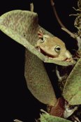 Mark Moffett - Tree Frog in canopy orchid, Trinidad