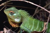 Mark Moffett - Lizard portrait, Sinharaja Biosphere Reserve, Sri Lanka