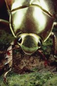 Mark Moffett - Golden Scarab Beetle portrait, Monteverde Reserve, Costa Rica