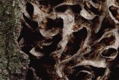 Mark Moffett - Nasute Termite nest reveals soldiers with dart-gun heads, Amazonian Peru