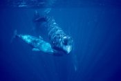 Flip Nicklin - Sperm Whale social group underwater, Dominica