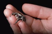 Mark Moffett - Jumping Spider held in human hand, Florida