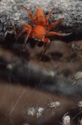 Mark Moffett - Subterranean jumping spider hunting baby spiders, Kenya