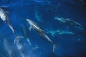 Flip Nicklin - Bottlenose Dolphin pod, Galapagos Islands, Ecuador