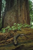 Larry Minden - Pacific Giant Salamander in redwood forest, Santa Cruz, California