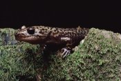 Larry Minden - Pacific Giant Salamander on mossy rock, central California