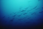 Flip Nicklin - Scalloped Hammerhead Shark school, Cocos Island, Costa Rica