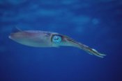 Flip Nicklin - Squid portrait, Bonaire, Netherland Antilles