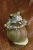 Mark Moffett - Strawberry Poison Dart Frog resting on snail, Panama