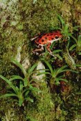 Mark Moffett - Strawberry Poison Dart Frog mother carries tadpole, Panama