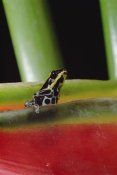 Mark Moffett - Rio Madeira Poison Frog sitting in a Heliconia leaf, Amazonia, Ecuador