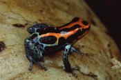 Mark Moffett - Rio Madeira Poison Frog, Peruvian lowlands