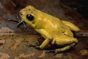 Mark Moffett - Black-legged Poison Dart Frog, Colombia