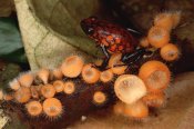 Mark Moffett - Harlequin Poison Dart Frog on cup fungus, Ecuador