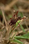 Mark Moffett - Leafcutter Ant, Paraguay