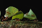 Mark Moffett - Leafcutter Ant ants taking leaves to nest, French Guiana