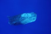 Flip Nicklin - Sperm Whale with Remoras