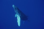 Flip Nicklin - Humpback Whale curious calf, Maui, Hawaii