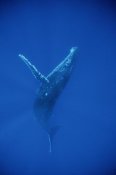 Flip Nicklin - Humpback Whale swimming, underwater, Hawaii